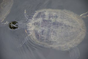Schildkröte im Kanal